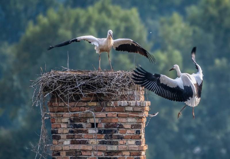 Professional Chimney Animal Removal Services in Lake Zurich, Illinois