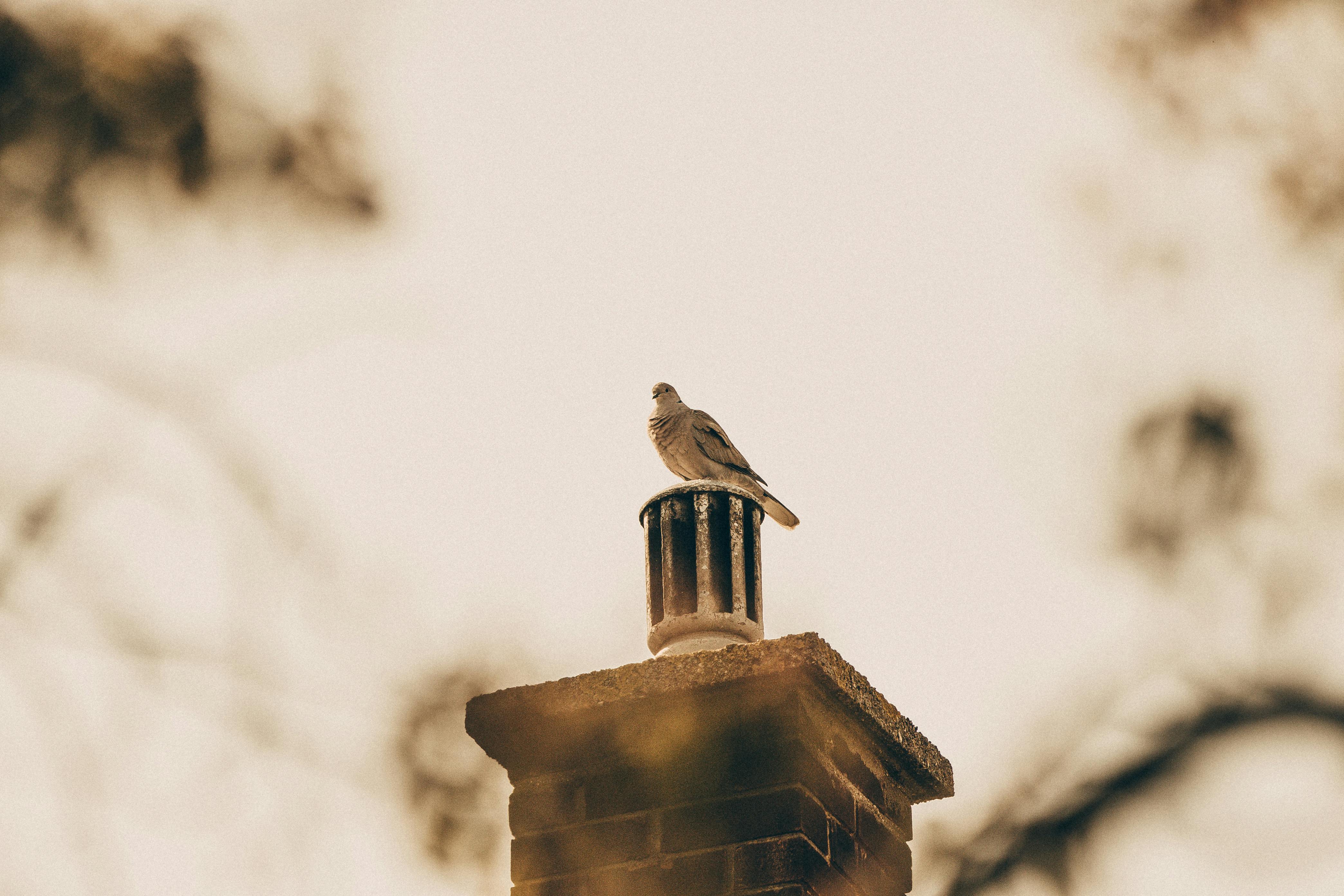 Professional Chimney Cap and Damper In Lake Zurich Illinois